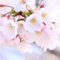 国産さくら蜂蜜 850gの通販｜はちみつ専門店 長坂養蜂場