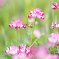 国産れんげ蜂蜜 200g