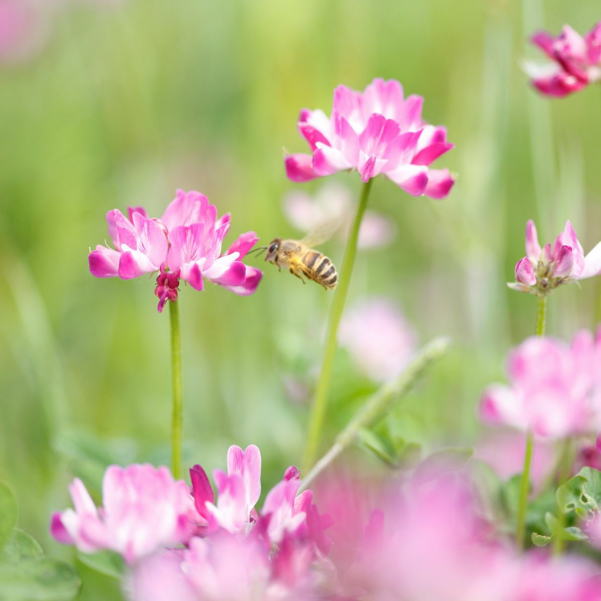 国産れんげ蜂蜜 200g