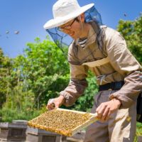 国産三ヶ日みかん蜂蜜 450gボトルタイプ