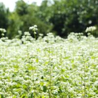 国産そば蜂蜜 200g