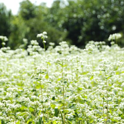 国産そば蜂蜜 450gボトルタイプ