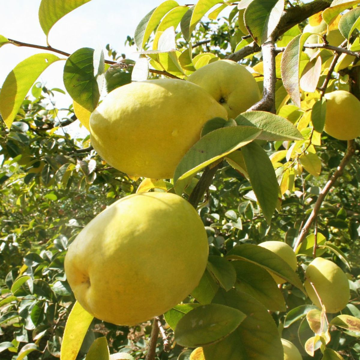 かりんはちみつ漬 410g