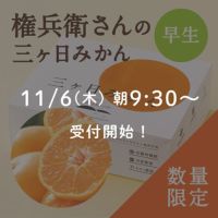 権兵衛さんの三ヶ日みかん 早生品種