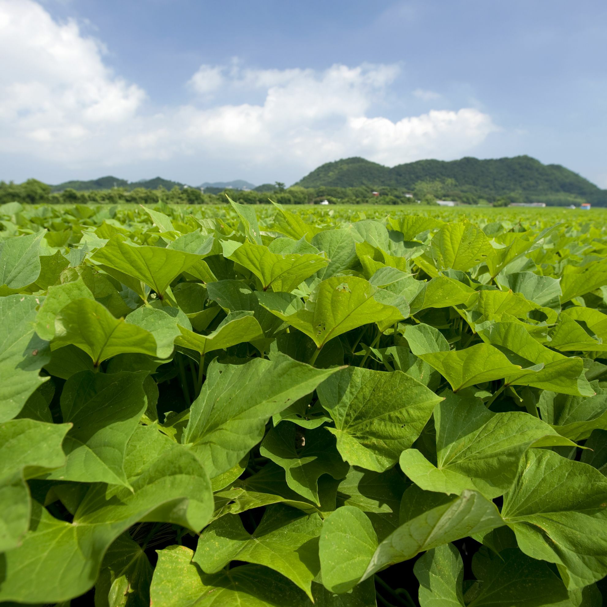 しっとりはちみつ蜜芋