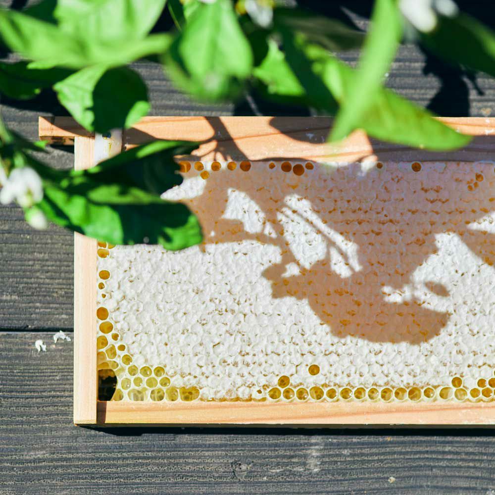 三ヶ日みかん巣蜜のはちみつ漬