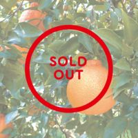 WEB限定】三ヶ日みかん 不知火(しらぬい) 3kgの通販｜はちみつ専門店